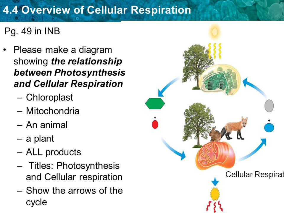 Short Essay on Photosynthesis